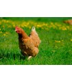 Poulet : (sur commande) Prix au kg