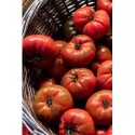 Tomates anciennes "coeur de boeuf" ou "cornue des Andes"