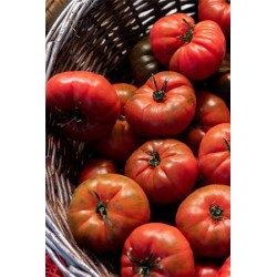 Tomates anciennes "coeur de boeuf" ou "cornue des Andes"